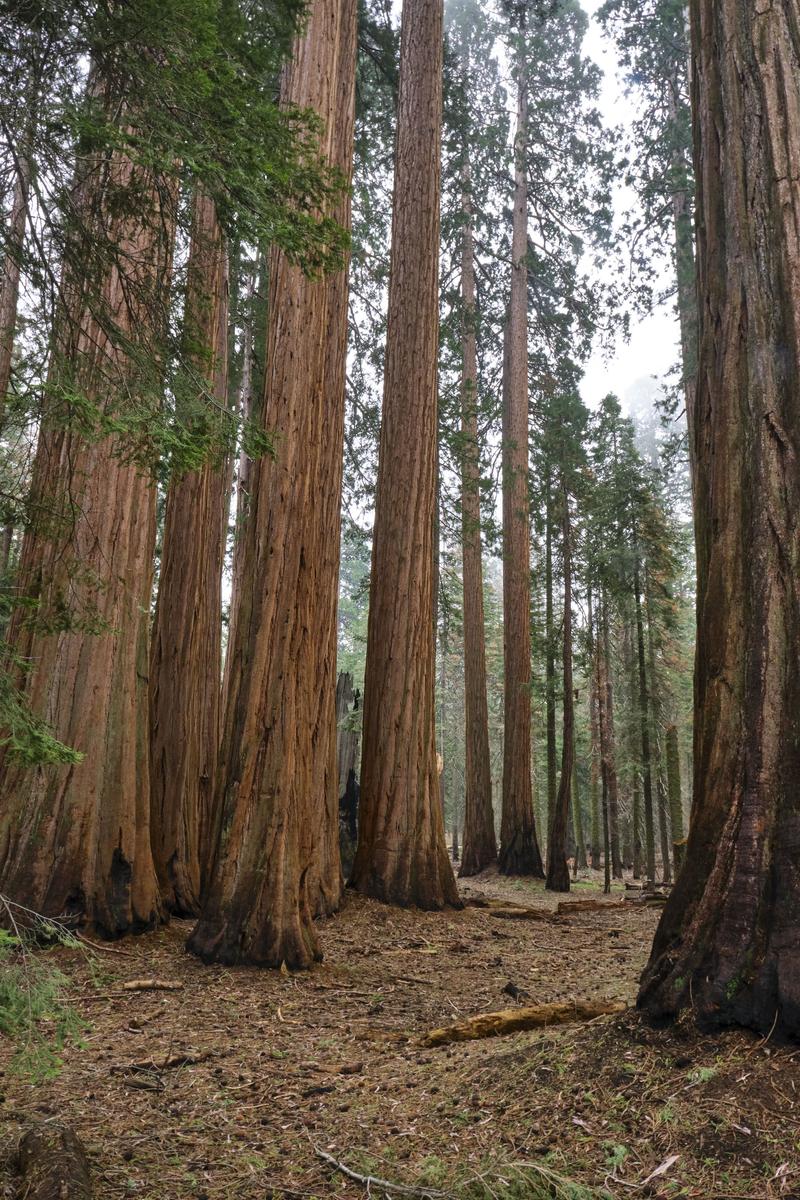 Sequoia and Kings Canyon National Parks