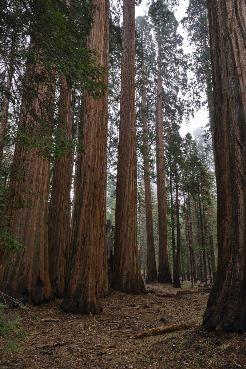 Sequoia and Kings Canyon National Parks