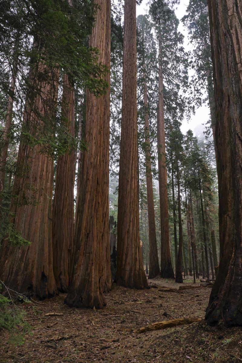 Sequoia and Kings Canyon National Parks