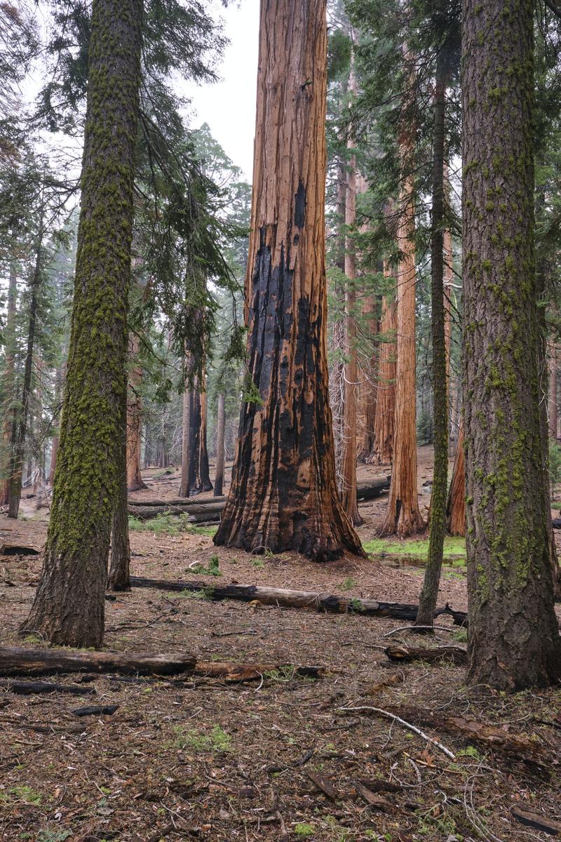 Sequoia and Kings Canyon National Parks