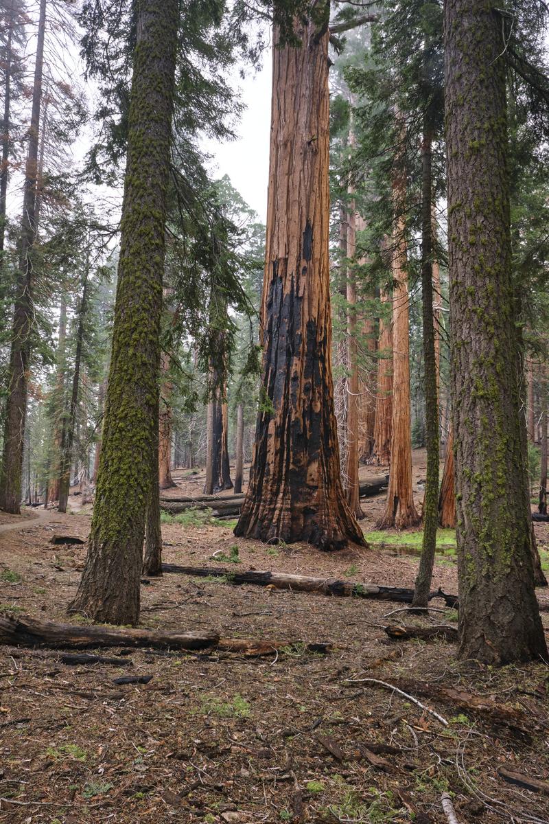 Sequoia and Kings Canyon National Parks