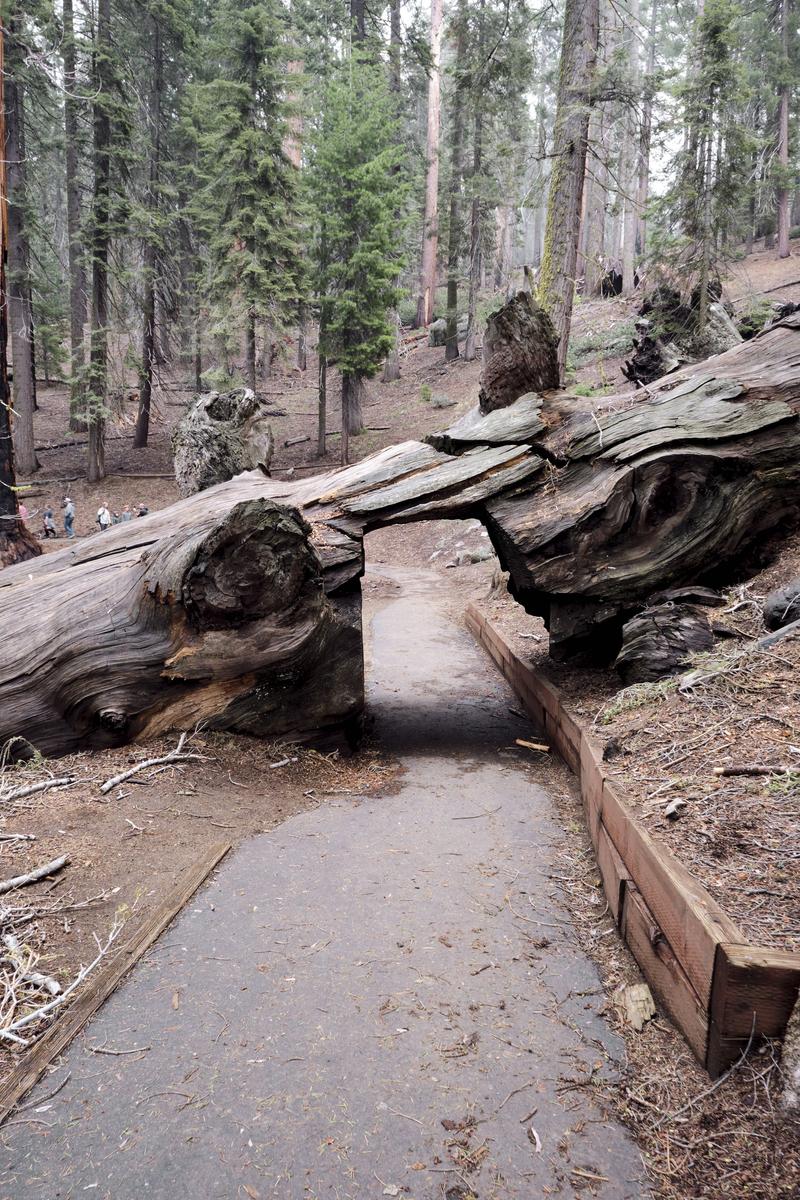 Sequoia and Kings Canyon National Parks