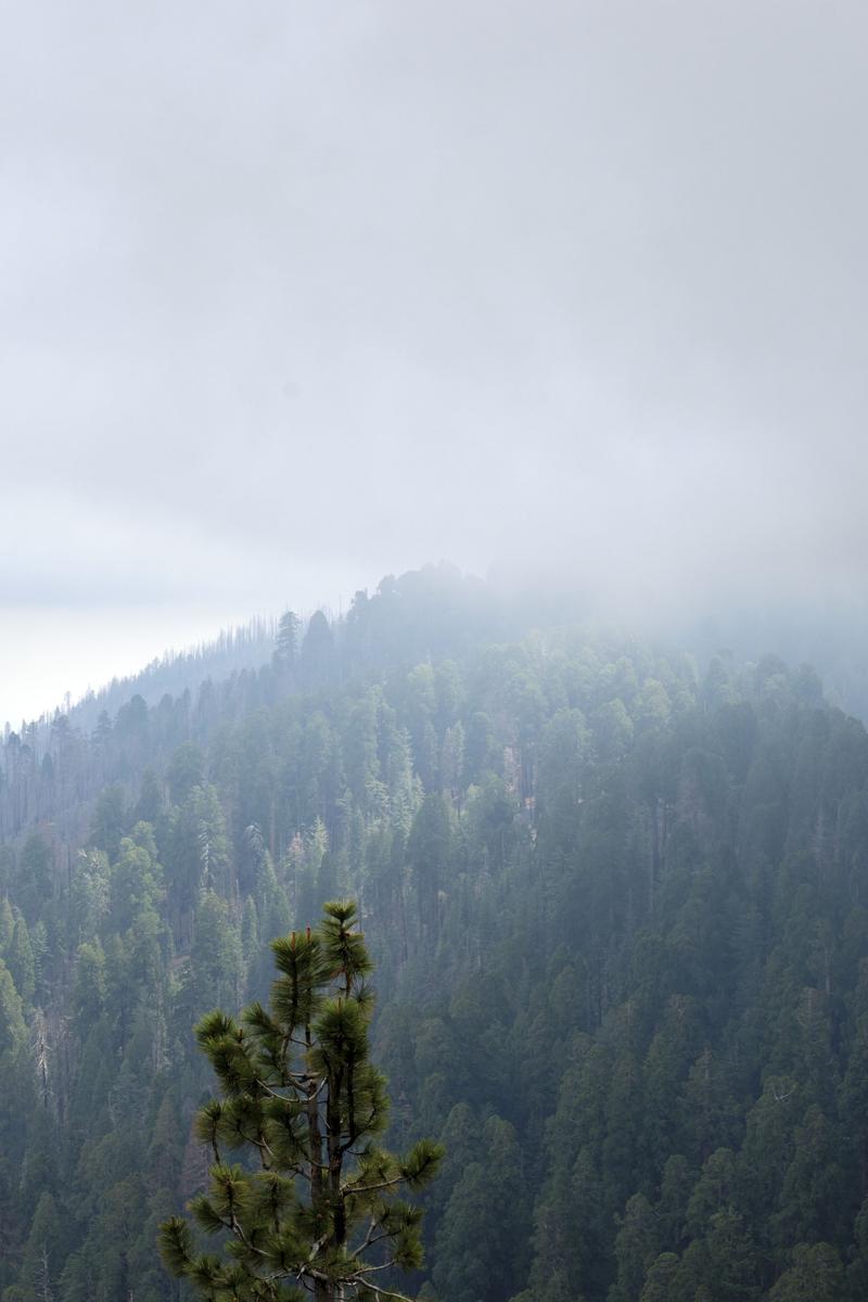 Sequoia and Kings Canyon National Parks