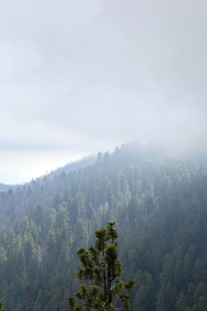 Sequoia and Kings Canyon National Parks