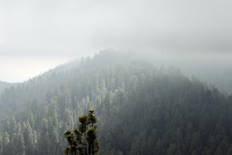 Sequoia and Kings Canyon National Parks