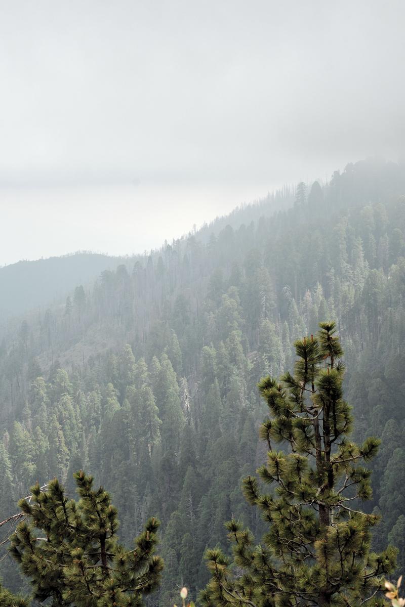 Sequoia and Kings Canyon National Parks