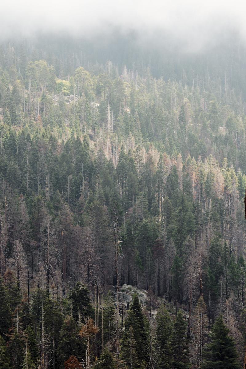 Sequoia and Kings Canyon National Parks