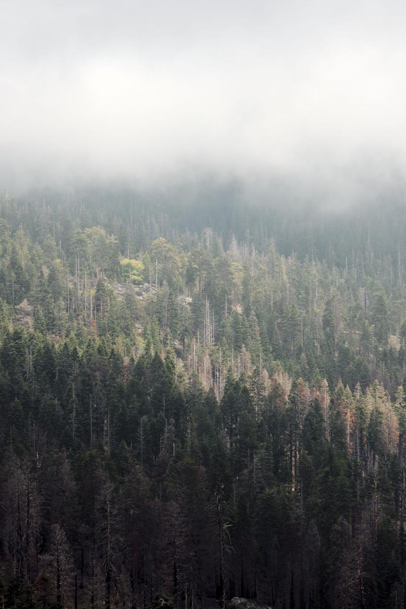 Sequoia and Kings Canyon National Parks