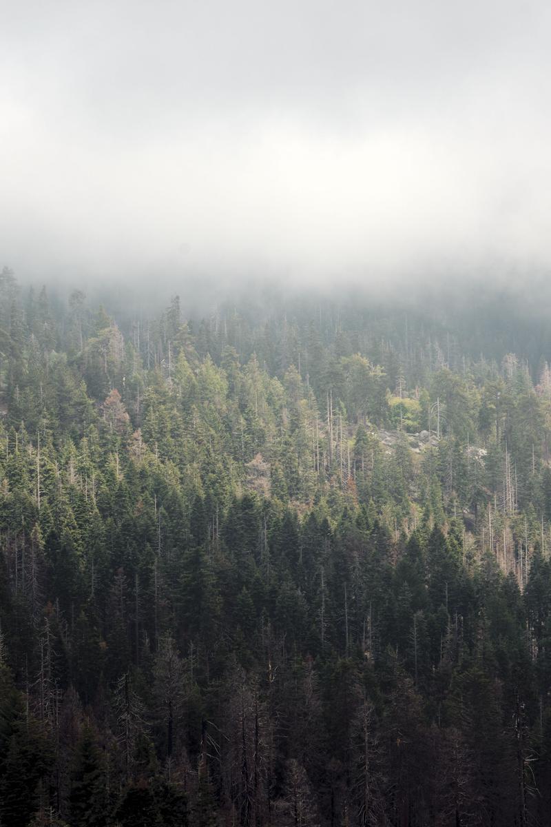 Sequoia and Kings Canyon National Parks