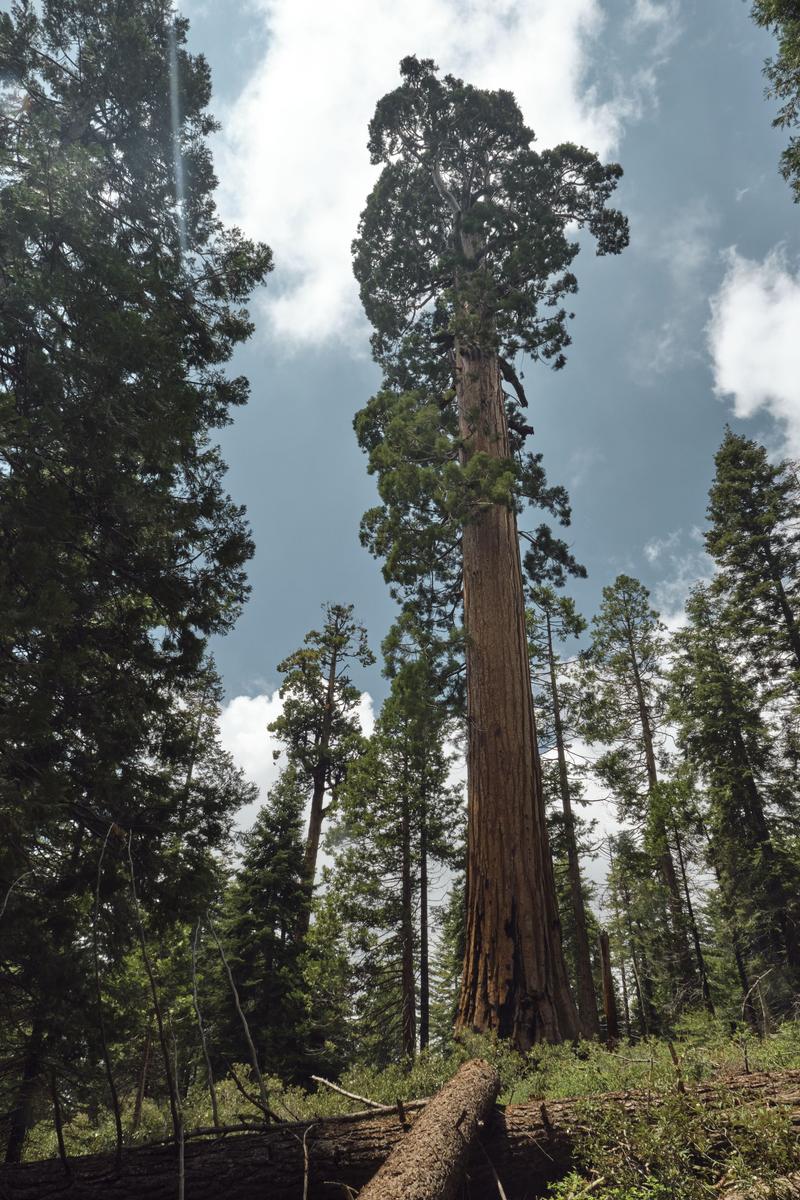 Sequoia and Kings Canyon National Parks