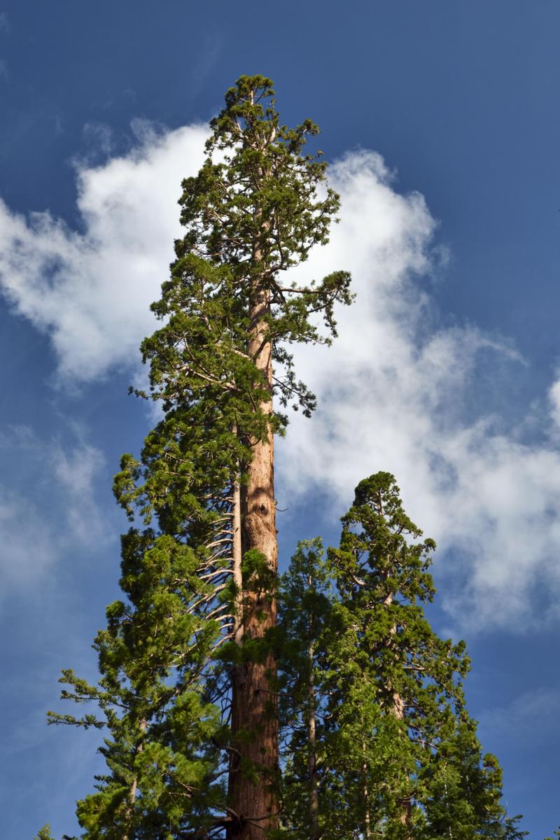 Yosemite National Park