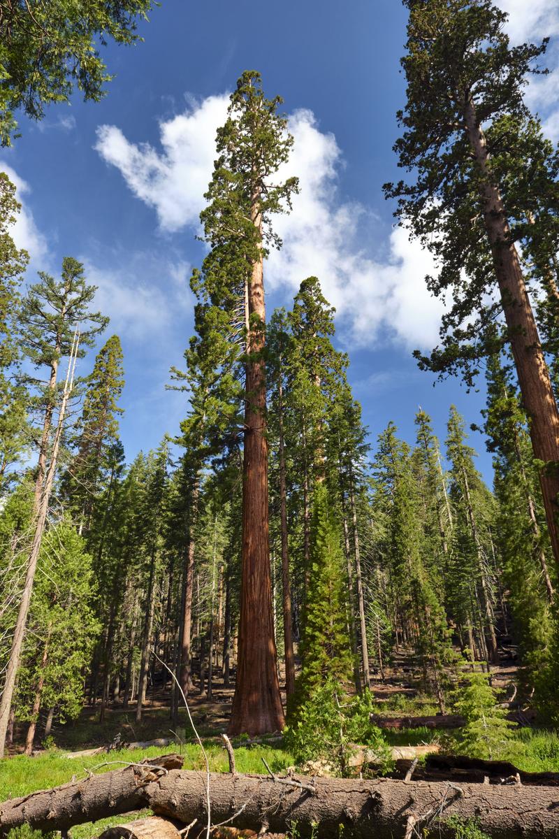 Yosemite National Park