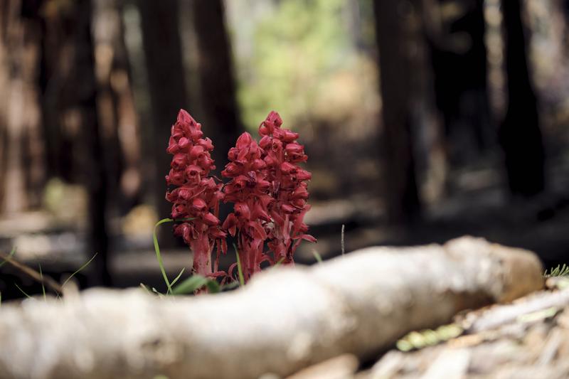 Yosemite National Park