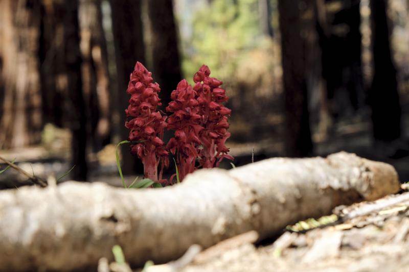 Yosemite National Park