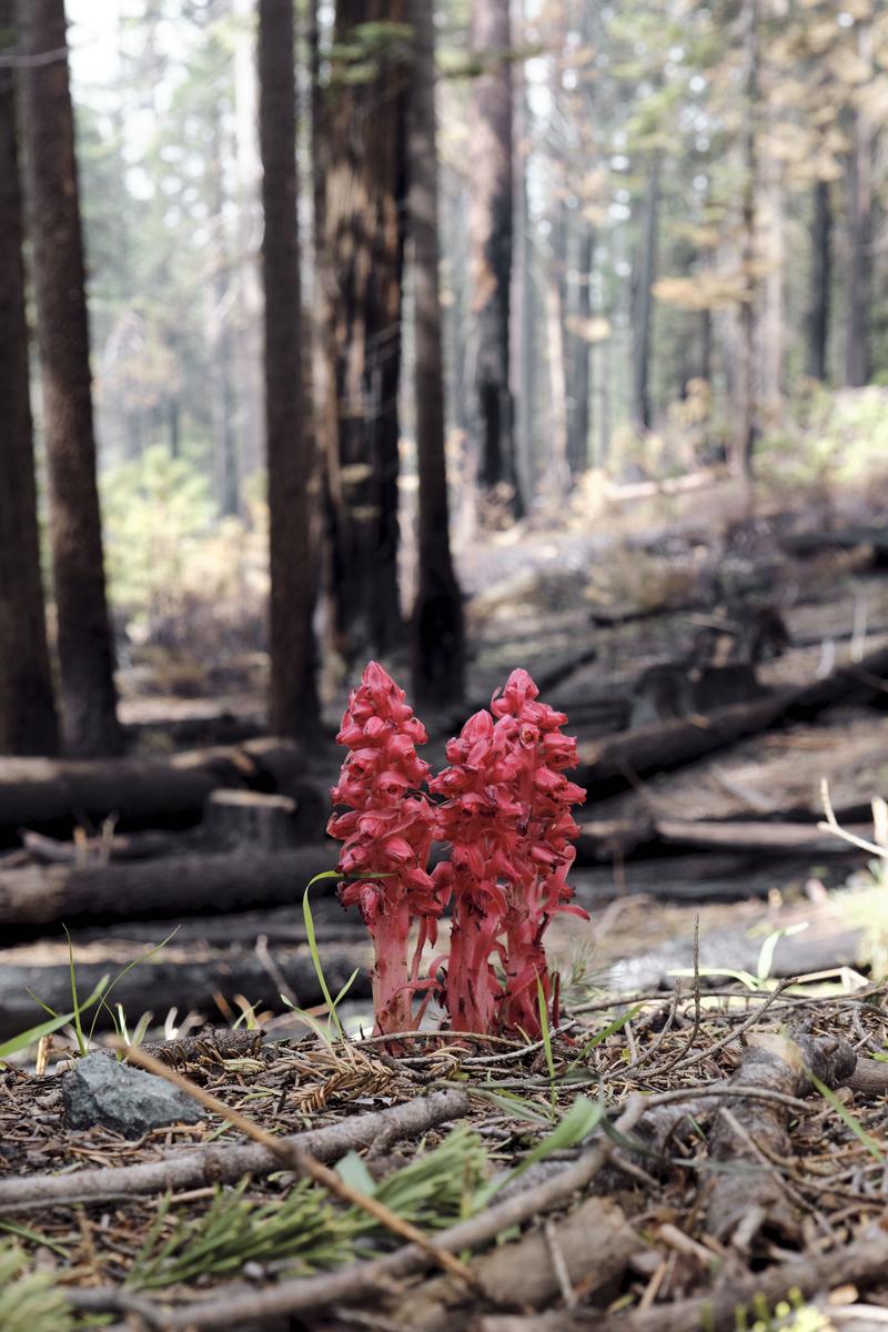 Yosemite National Park