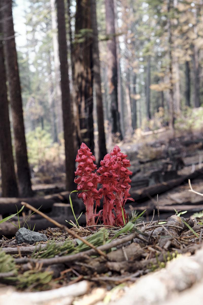 Yosemite National Park