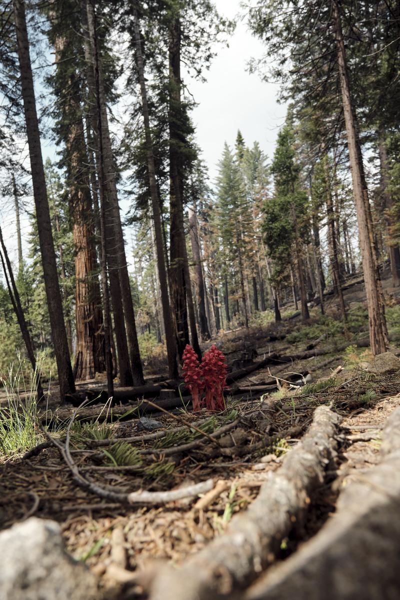 Yosemite National Park