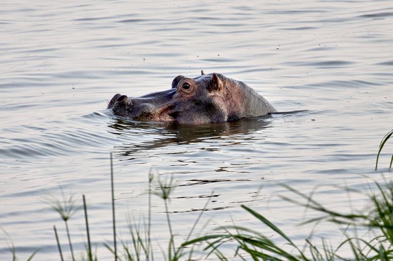 Hippo, Akagera National Park, Rwanda