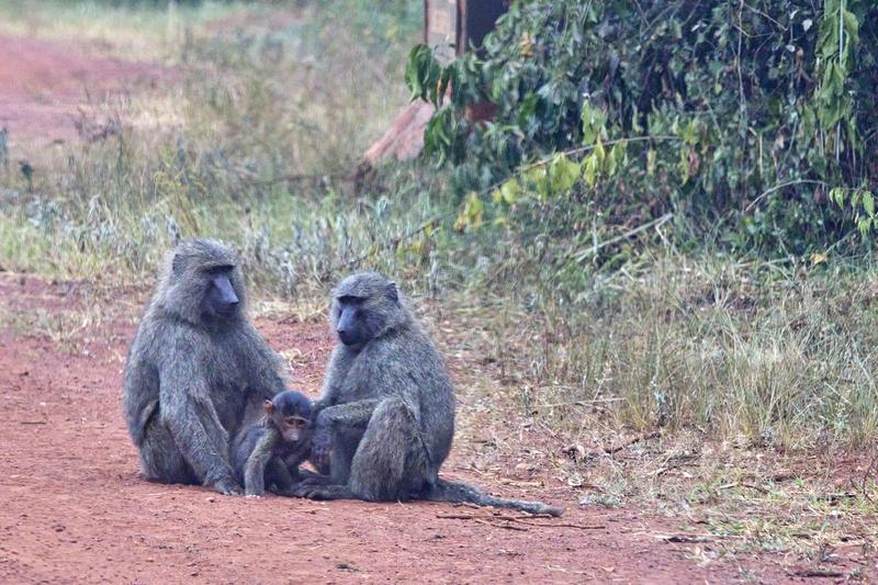 Baboons, Akagera National Park, Rwanda