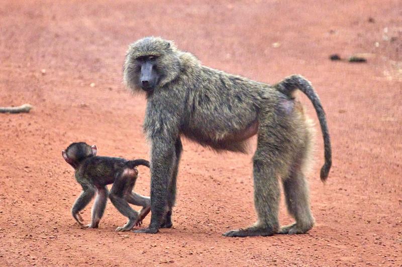 Baboons, Akagera National Park, Rwanda