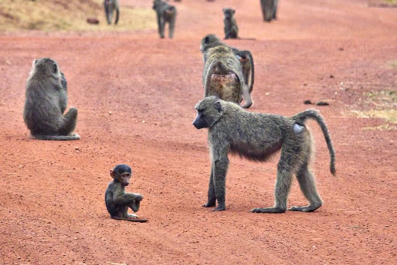 Baboons, Akagera National Park, Rwanda