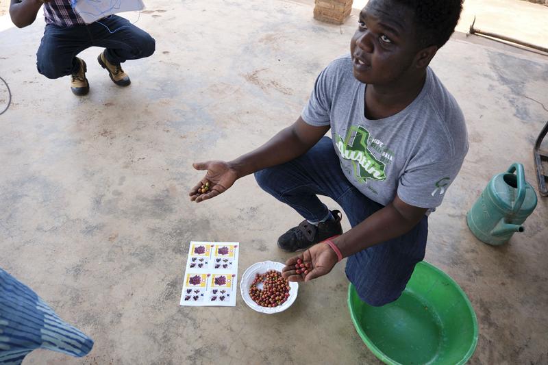 Coffee farmer explaining the different stages of coffee beans, Akagera Coffee, Rwanda