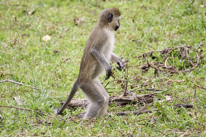 Vervet Monkey, Akagera National Park, Rwanda