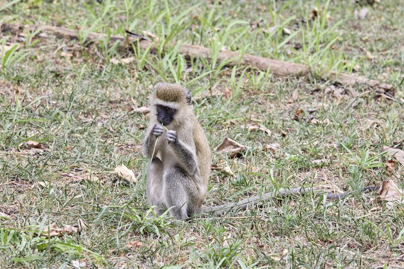 Vervet Monkey, Akagera National Park, Rwanda