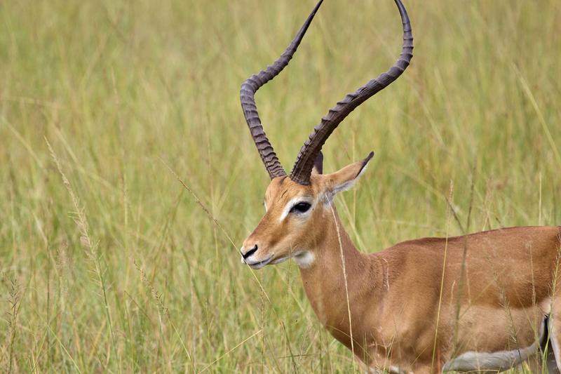 Impala, Akagera National Park, Rwanda