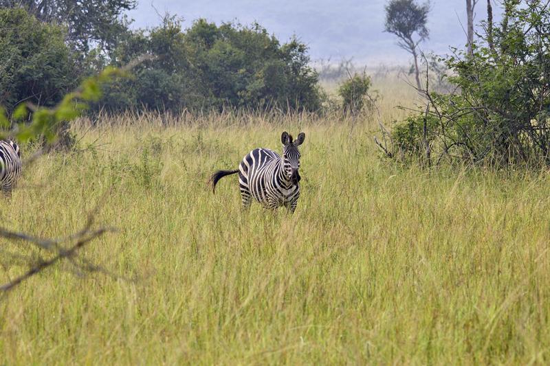 Zebra, Akagera National Park, Rwanda