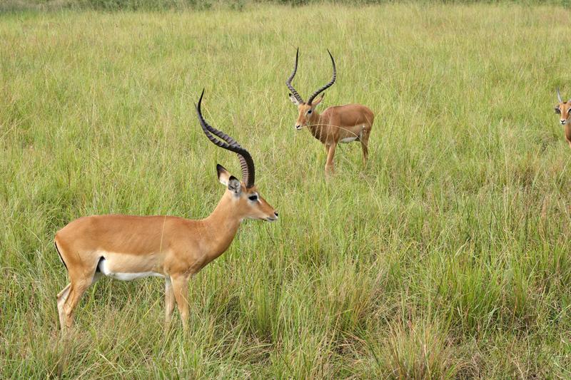 Impala, Akagera National Park, Rwanda