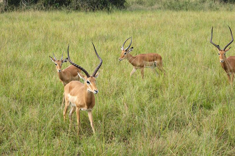 Impala, Akagera National Park, Rwanda