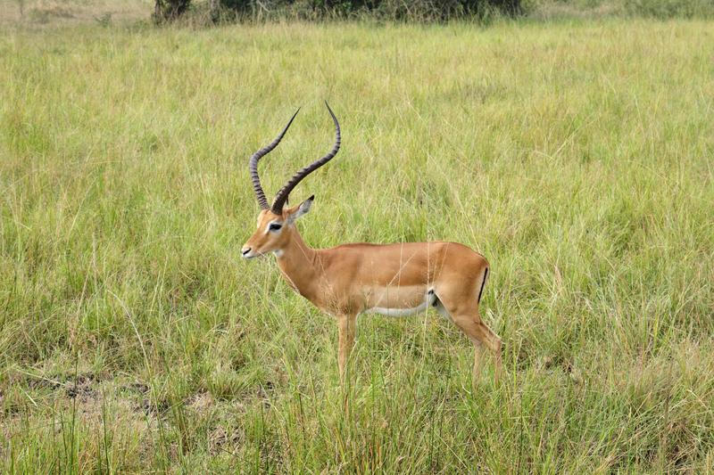 Impala, Akagera National Park, Rwanda