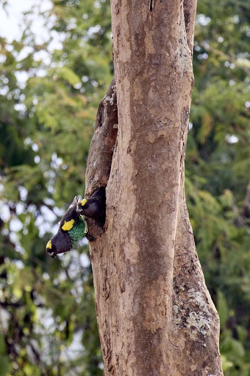 Meyer's parrots in a tree, Akagera National Park, Rwanda