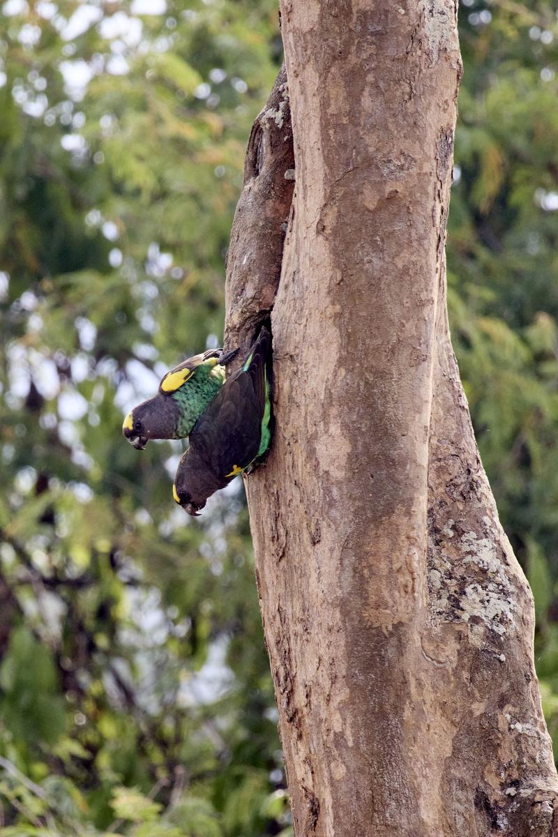 Meyer's parrots in a tree, Akagera National Park, Rwanda