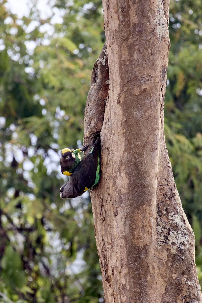 Meyer's parrots in a tree, Akagera National Park, Rwanda