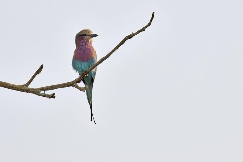 Lilac breasted roller perching, Akagera National Park, Rwanda