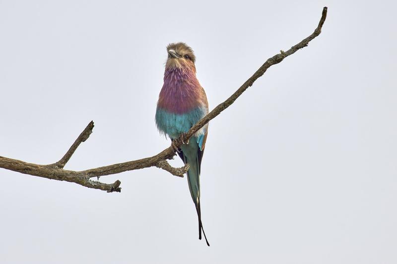 Lilac breasted roller perching, Akagera National Park, Rwanda