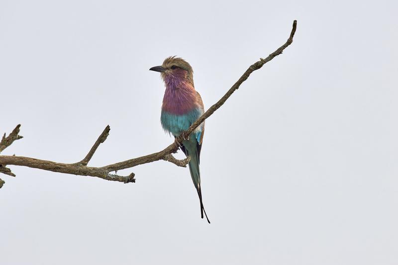 Lilac breasted roller perching, Akagera National Park, Rwanda