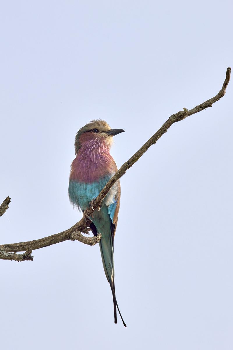 Lilac breasted roller perching, Akagera National Park, Rwanda