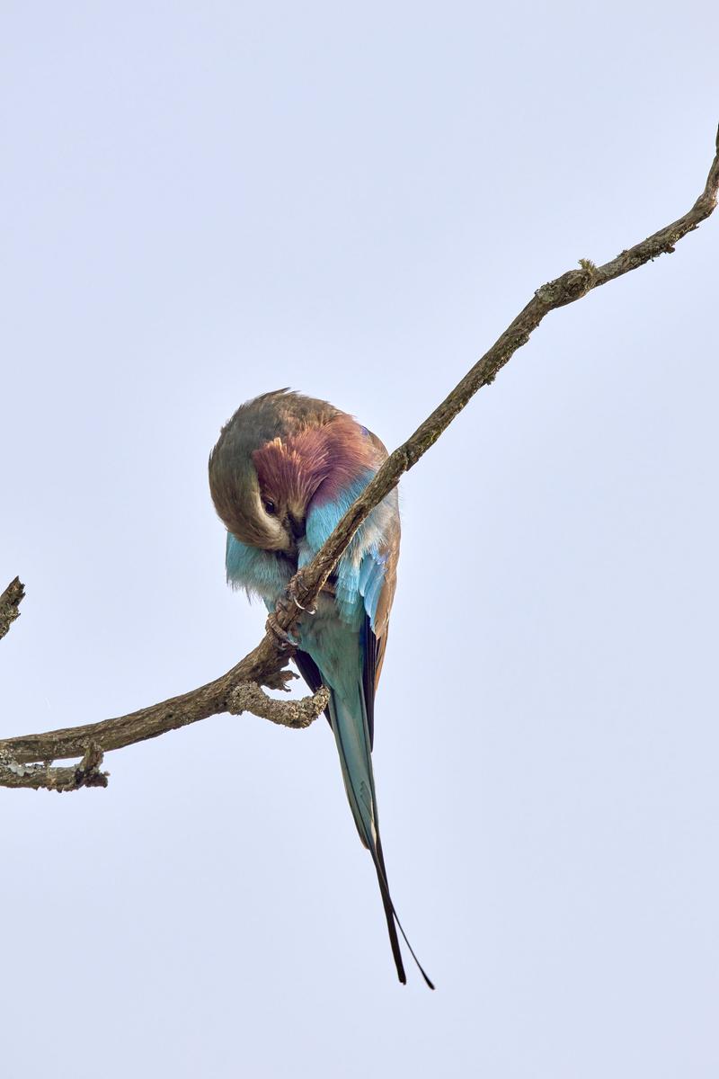 Lilac breasted roller perching, Akagera National Park, Rwanda