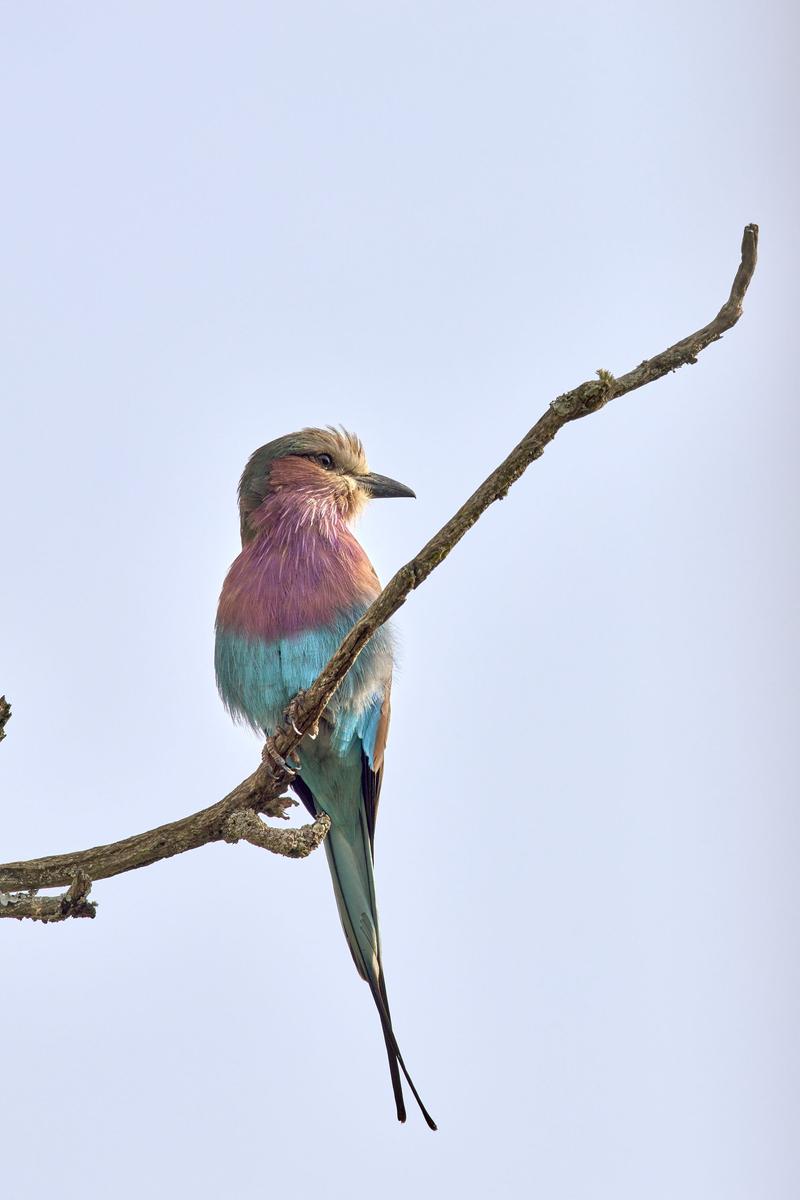 Lilac breasted roller perching, Akagera National Park, Rwanda