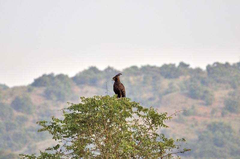 Long-crested eagle, Akagera National Park, Rwanda