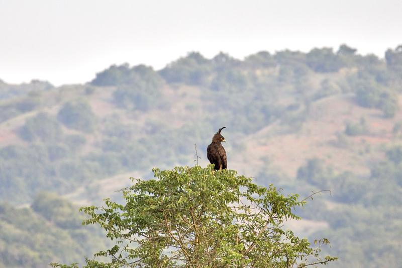 Long-crested eagle, Akagera National Park, Rwanda