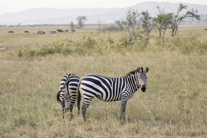 Zebra, Akagera National Park, Rwanda