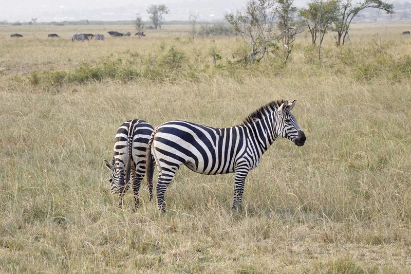 Zebra, Akagera National Park, Rwanda