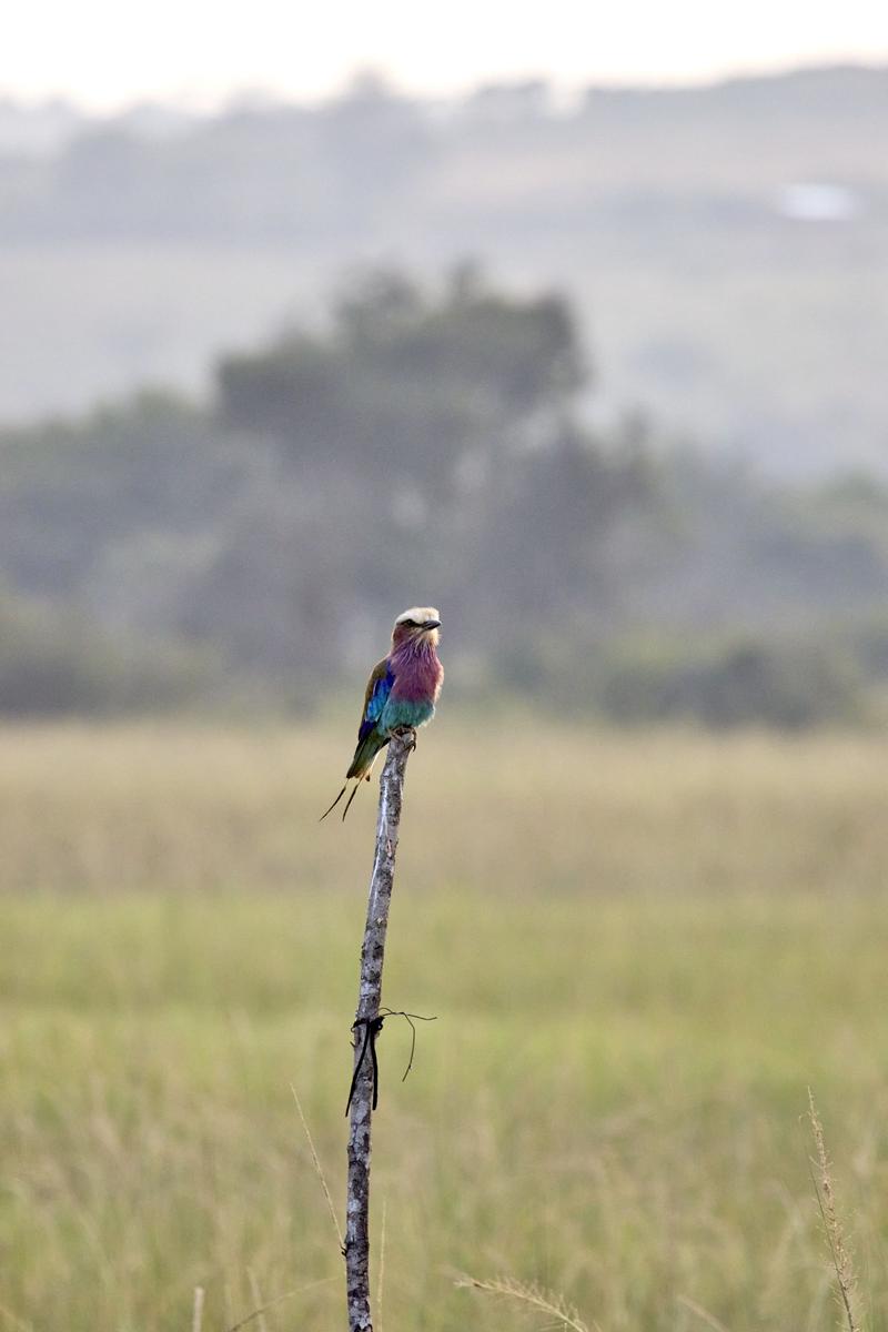 Lilac breasted roller perching, Akagera National Park, Rwanda