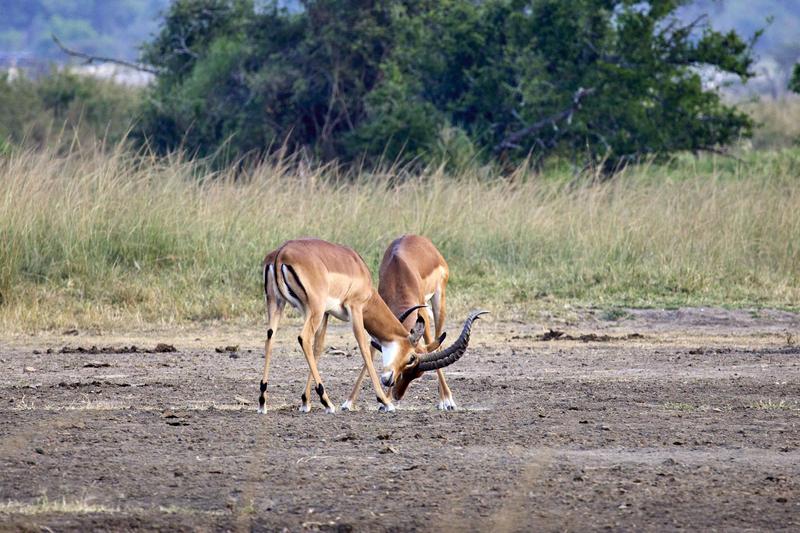 Impala fighting, Akagera National Park, Rwanda