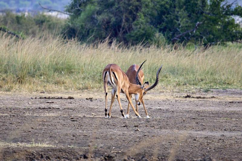 Impala fighting, Akagera National Park, Rwanda