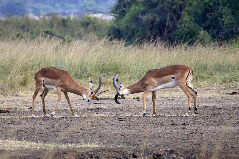 Impala fighting, Akagera National Park, Rwanda